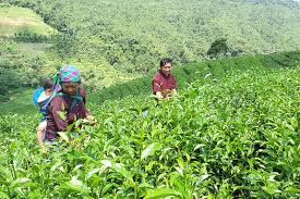 North Vietnam Cycling Trip Bac Ha to Hanoi 4 Days